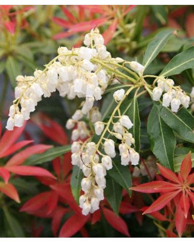 Пієріс японський Форест Флейм | Пиерис японский Форест Флэйм | Pieris japonica Forest Flame