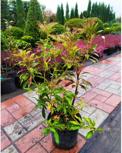 Пієріс японський Форест Флейм | Пиерис японский Форест Флэйм | Pieris japonica Forest Flame