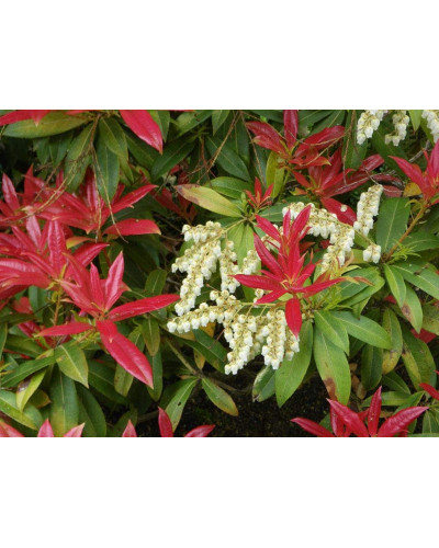 Пієріс японський Форест Флейм | Пиерис японский Форест Флэйм | Pieris japonica Forest Flame