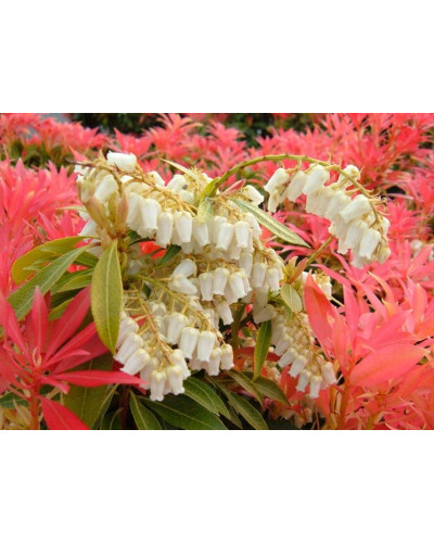 Пієріс японський Форест Флейм | Пиерис японский Форест Флэйм | Pieris japonica Forest Flame