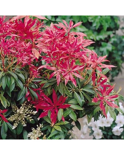 Пієріс японський Форест Флейм | Пиерис японский Форест Флэйм | Pieris japonica Forest Flame
