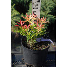 Пієріс японський Форест Флейм | Пиерис японский Форест Флэйм | Pieris japonica Forest Flame