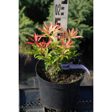 Пієріс японський Форест Флейм | Пиерис японский Форест Флэйм | Pieris japonica Forest Flame
