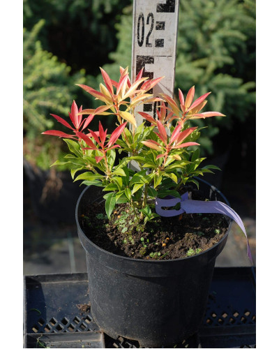 Пієріс японський Форест Флейм | Пиерис японский Форест Флэйм | Pieris japonica Forest Flame