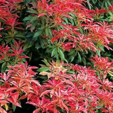 Пієріс японський Форест Флейм | Пиерис японский Форест Флэйм | Pieris japonica Forest Flame