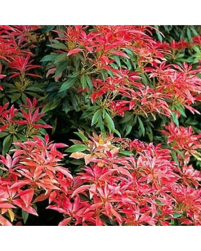 Пієріс японський Форест Флейм | Пиерис японский Форест Флэйм | Pieris japonica Forest Flame