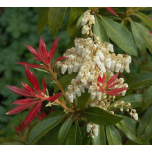 Пієріс японський Форест Флейм | Пиерис японский Форест Флэйм | Pieris japonica Forest Flame