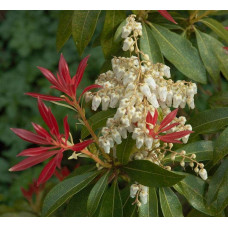 Пієріс японський Форест Флейм | Пиерис японский Форест Флэйм | Pieris japonica Forest Flame