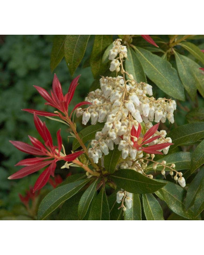 Пієріс японський Форест Флейм | Пиерис японский Форест Флэйм | Pieris japonica Forest Flame