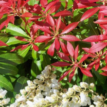 Пієріс японський Форест Флейм | Пиерис японский Форест Флэйм | Pieris japonica Forest Flame