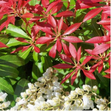 Пієріс японський Форест Флейм | Пиерис японский Форест Флэйм | Pieris japonica Forest Flame