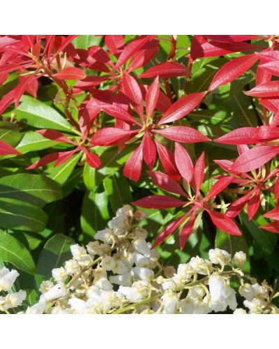 Пієріс японський Форест Флейм | Пиерис японский Форест Флэйм | Pieris japonica Forest Flame