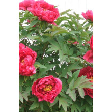 Півонія деревовидна Ред | Paeonia suffruticosa Red | Пион древовидный Ред