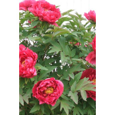 Півонія деревовидна Ред | Paeonia suffruticosa Red | Пион древовидный Ред