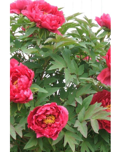 Півонія деревовидна Ред | Paeonia suffruticosa Red | Пион древовидный Ред