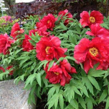 Півонія деревовидна Ред | Paeonia suffruticosa Red | Пион древовидный Ред
