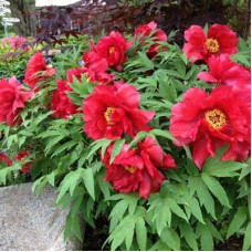 Півонія деревовидна Ред | Paeonia suffruticosa Red | Пион древовидный Ред