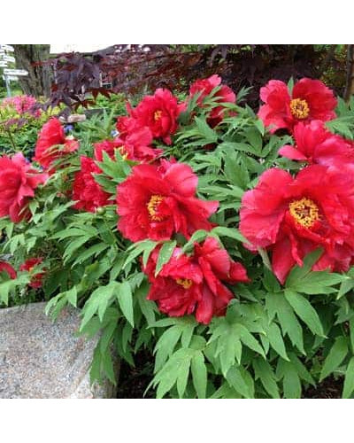 Півонія деревовидна Ред | Paeonia suffruticosa Red | Пион древовидный Ред