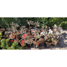 Півонія деревовидна Ред | Paeonia suffruticosa Red | Пион древовидный Ред