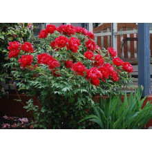 Півонія деревовидна Ред | Paeonia suffruticosa Red | Пион древовидный Ред
