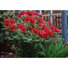 Півонія деревовидна Ред | Paeonia suffruticosa Red | Пион древовидный Ред