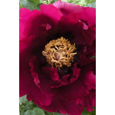 Півонія деревовидна Пурпл | Paeonia suffruticosa Purple | Пион древовидный Пурпл