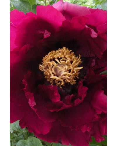 Півонія деревовидна Пурпл | Paeonia suffruticosa Purple | Пион древовидный Пурпл
