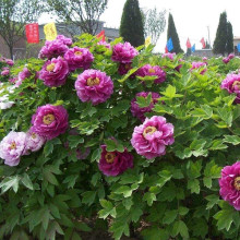 Півонія деревовидна Пурпл | Paeonia suffruticosa Purple | Пион древовидный Пурпл