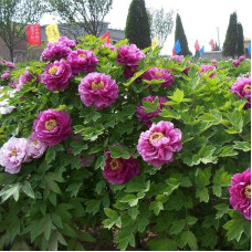 Півонія деревовидна Пурпл | Paeonia suffruticosa Purple | Пион древовидный Пурпл