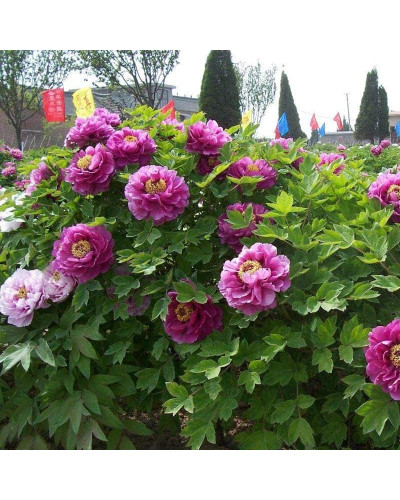 Півонія деревовидна Пурпл | Paeonia suffruticosa Purple | Пион древовидный Пурпл
