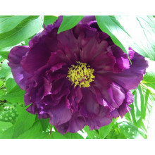 Півонія деревовидна Пурпл | Paeonia suffruticosa Purple | Пион древовидный Пурпл