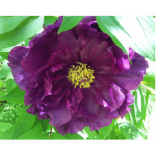 Півонія деревовидна Пурпл | Paeonia suffruticosa Purple | Пион древовидный Пурпл