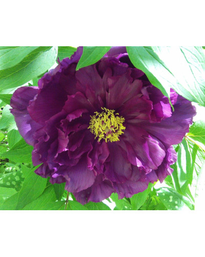 Півонія деревовидна Пурпл | Paeonia suffruticosa Purple | Пион древовидный Пурпл