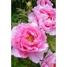Півонія деревовидна Пінк | Paeonia suffruticosa Pink | Пион древовидный Пинк