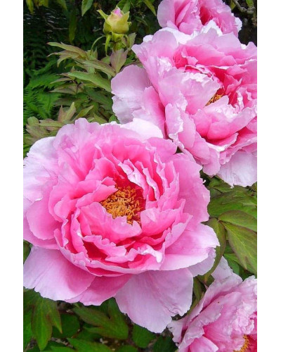Півонія деревовидна Пінк | Paeonia suffruticosa Pink | Пион древовидный Пинк