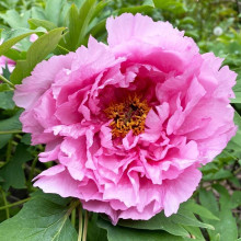 Півонія деревовидна Пінк | Paeonia suffruticosa Pink | Пион древовидный Пинк