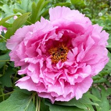 Півонія деревовидна Пінк | Paeonia suffruticosa Pink | Пион древовидный Пинк