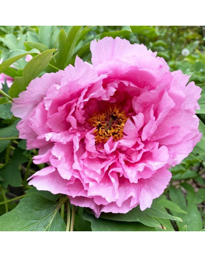 Півонія деревовидна Пінк | Paeonia suffruticosa Pink | Пион древовидный Пинк