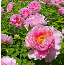 Півонія деревовидна Пінк | Paeonia suffruticosa Pink | Пион древовидный Пинк