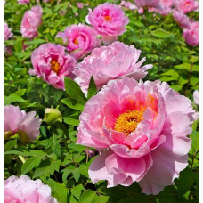 Півонія деревовидна Пінк | Paeonia suffruticosa Pink | Пион древовидный Пинк