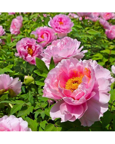 Півонія деревовидна Пінк | Paeonia suffruticosa Pink | Пион древовидный Пинк