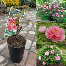 Півонія деревовидна Пінк | Paeonia suffruticosa Pink | Пион древовидный Пинк