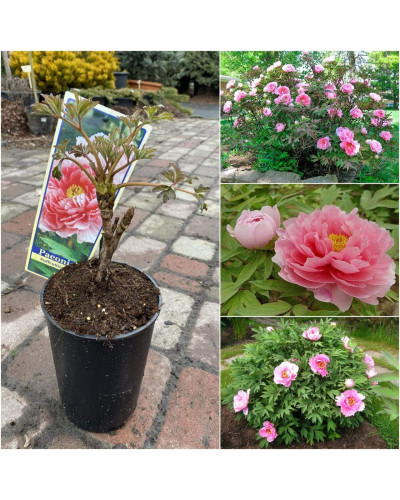 Півонія деревовидна Пінк | Paeonia suffruticosa Pink | Пион древовидный Пинк