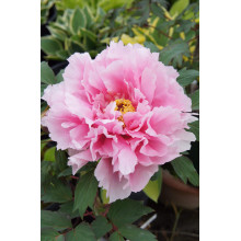 Півонія деревовидна Пінк | Paeonia suffruticosa Pink | Пион древовидный Пинк