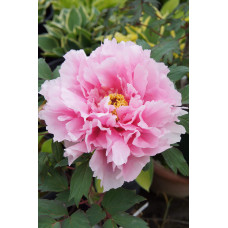 Півонія деревовидна Пінк | Paeonia suffruticosa Pink | Пион древовидный Пинк