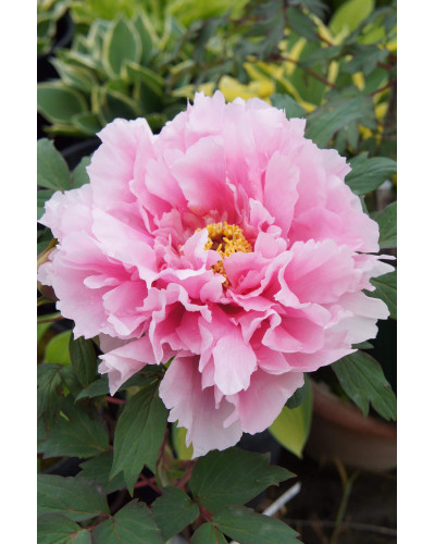 Півонія деревовидна Пінк | Paeonia suffruticosa Pink | Пион древовидный Пинк