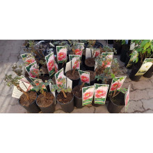 Півонія деревовидна Пінк | Paeonia suffruticosa Pink | Пион древовидный Пинк