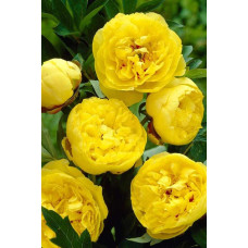 Півонія деревовидна Єллоу | Paeonia suffruticosa Yellow | Пион древовидный Еллоу