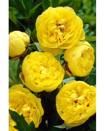 Півонія деревовидна Єллоу | Paeonia suffruticosa Yellow | Пион древовидный Еллоу