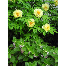 Півонія деревовидна Єллоу | Paeonia suffruticosa Yellow | Пион древовидный Еллоу